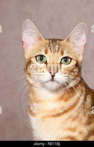 Bengal Cat Portrait Stock Photo