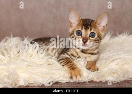 lying Bengal Kitten Stock Photo