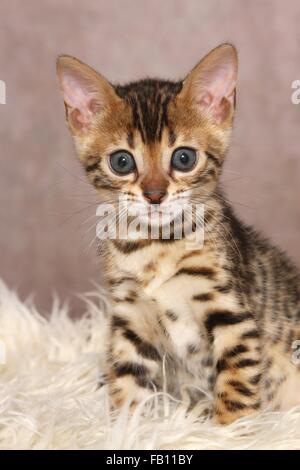 sitting Bengal Kitten Stock Photo