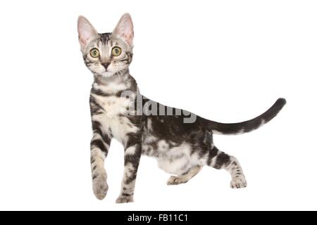 standing Bengal Cat Stock Photo