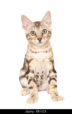 sitting Bengal Cat Stock Photo