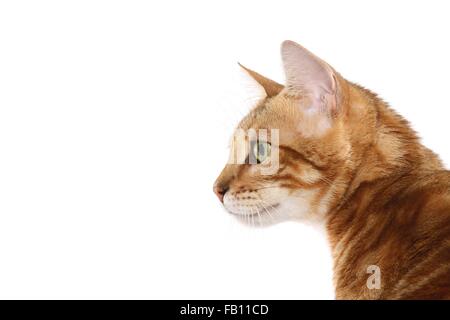 Bengal Cat Portrait Stock Photo