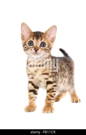 standing Bengal Kitten Stock Photo