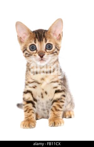 sitting Bengal Kitten Stock Photo