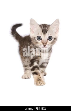 standing Bengal Kitten Stock Photo