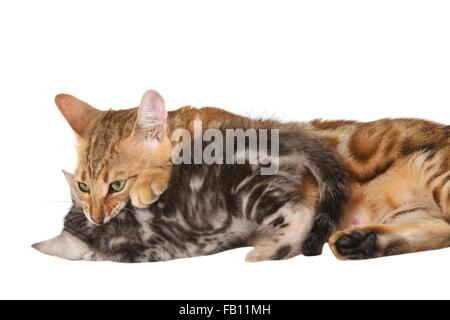 2 Bengal Cats Stock Photo