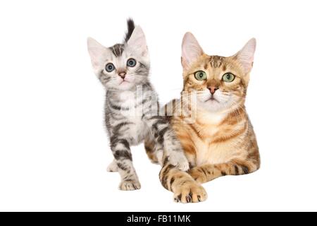 2 Bengal Cats Stock Photo