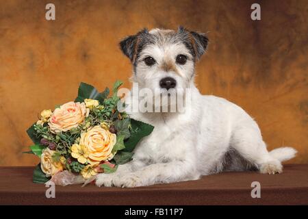 lying Parson Russell Terrier Stock Photo