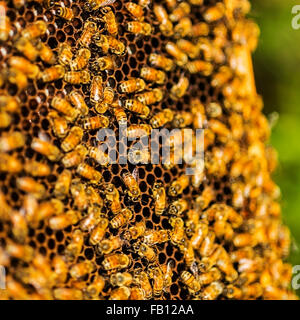 Bees on honeycomb Stock Photo