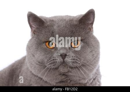 British Shorthair tomcat portrait Stock Photo