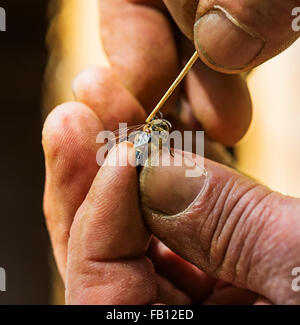 Beekeeper taking off mite (Varroa mites) from honey bee Stock Photo
