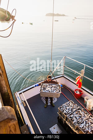 Man loading fish on boat Stock Photo