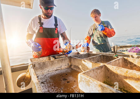 Fishermen measuring lobster Stock Photo