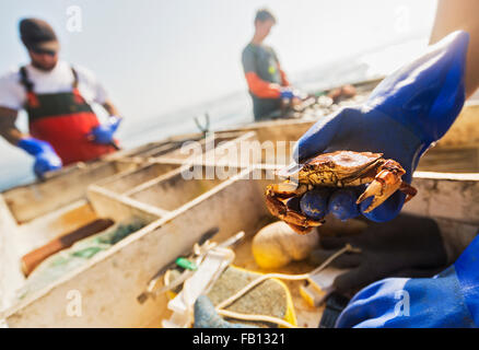 Man's hand holding crab with two fisherman working in background Stock Photo