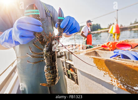 Man showing lobster with fisherman in background Stock Photo