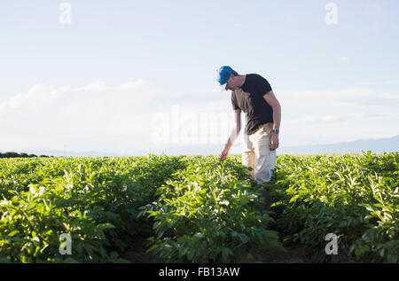 Mature man looking at plants in field Stock Photo
