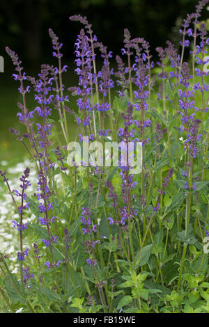 Woodland sage, woodland-sage, Balkan clary, Wild Sage, Steppensalbei, Steppen-Salbei, Hain-Salbei, Hainsalbei, Salvia nemorosa Stock Photo