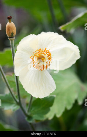 MECONOPSIS NAPAULENSIS Stock Photo