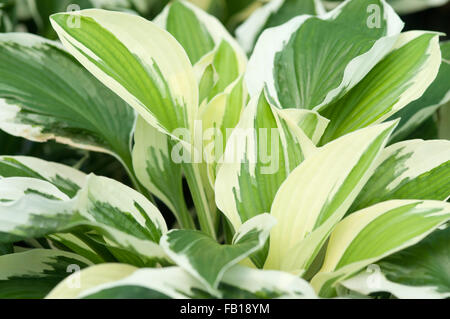 HOSTA PATRIOT Stock Photo
