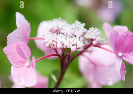 HYDRANGEA MACROPHYLLA ZORRO Stock Photo