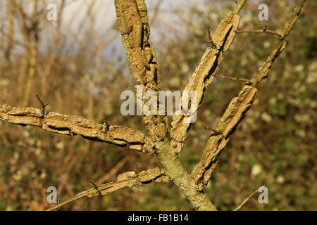 English Elm showing typical wing bark formation (cork formation) Stock Photo