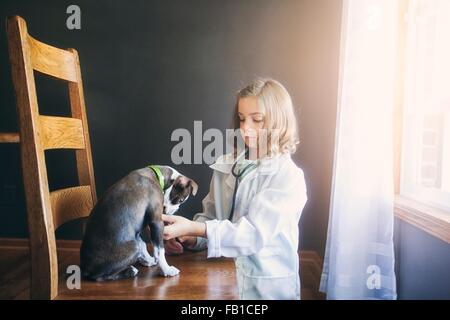 Girl dressed up as doctor kneeling tending to Boston terrier puppy sitting on chair Stock Photo