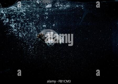 Underwater front view of alligator snapping turtle trailing bubbles Stock Photo
