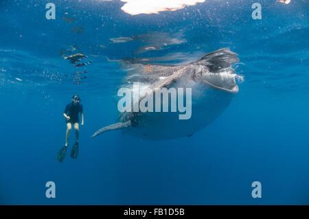 Underwater view of snorkeler watching whale shark feeding, Isla Mujeres, Quintana Roo, Mexico Stock Photo