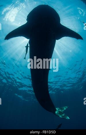 Underwater view of whale shark, Isla Mujeres, Quintana Roo, Mexico Stock Photo