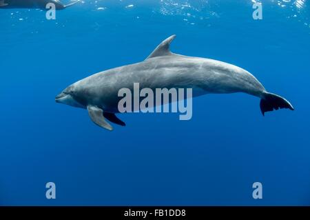 Underwater view of bottlenose dolphin, Baja California Sur, Mexico Stock Photo