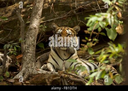 Bengal Tiger (Panthera tigris tigris), Satpura National Park, Madhya Pradesh, India Stock Photo