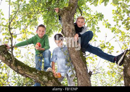 Portrait of teenage boy and brothers holding picked apples in apple tree Stock Photo