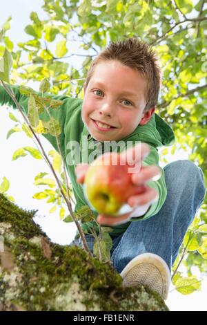 Portrait of boy holding picked apple climbing apple tree Stock Photo