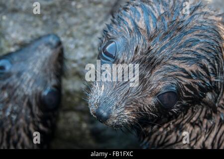 Overhead close up of Guadalupe fur seal pups ;looking up at camera, Guadalupe Island, Baja California, Mexico Stock Photo