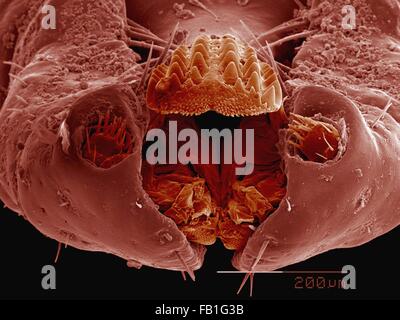 Tick Mouthparts Coloured Scanning Electron Micrograph SEM Showing 