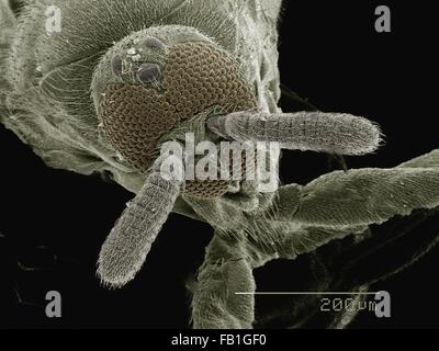 Coloured SEM of head of fly (Phoridae) Stock Photo