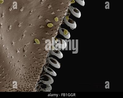 Coloured SEM of hamuli on wing of bumblebee (Apidae) Stock Photo