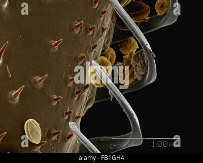 Coloured SEM of hamuli on wing of bumblebee (Apidae) Stock Photo