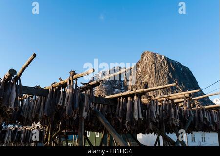 Cod fish drying on racks,  Hamnoy, Lofoten Islands, Norway Stock Photo