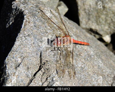 An immature male Common Darter dragonfly (Sympetrum striolatum).