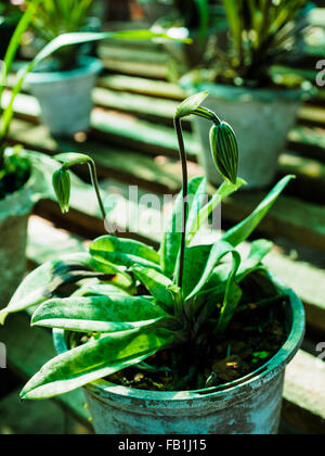 The Black-Orchid, rare and endemic plant of northern Myanmar Stock Photo