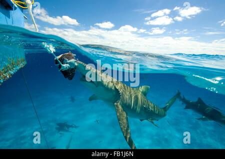 Underwater view of lemon shark near water surface eating bait hanging from boat, Tiger Beach, Bahamas Stock Photo