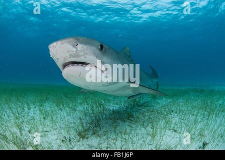 Low angle underwater view of tiger shark swimming near seagrass covered seabed, Tiger Beach, Bahamas Stock Photo