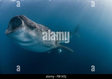 Underwater side view of whale shark feeding, mouth open, Isla Mujeres, Mexico Stock Photo