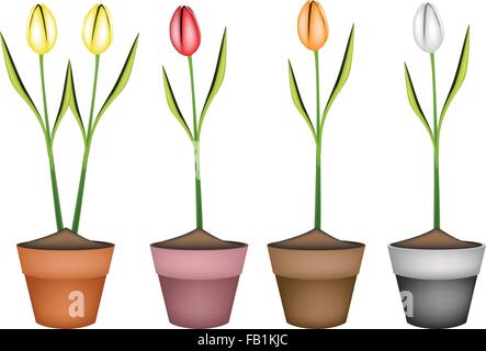 Beautiful Flower, Illustration Collection of Lovely Spring Colorful Tulips in Terracotta Flower Pots for Garden Decoration. Stock Vector