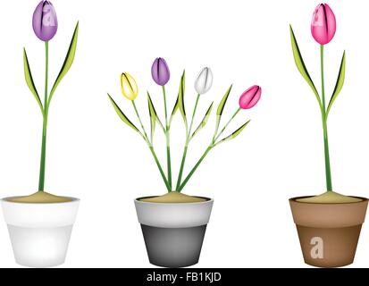 Beautiful Flower, Illustration Collection of Lovely Spring Tulips in Terracotta Flower Pots for Garden Decoration. Stock Vector