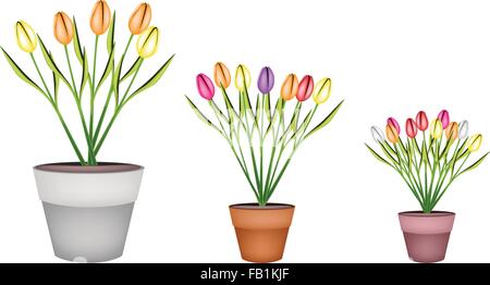 Beautiful Flower, Illustration Collection of Lovely Spring Tulips in Ceramic Flower Pots for Garden Decoration. Stock Vector