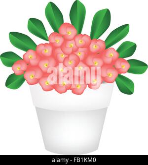 Beautiful Flower, An Illustration of Crown of Thorn or Euphorbia Milii Flowers with Green Leaves in Terracotta Flower Pot for Ga Stock Vector