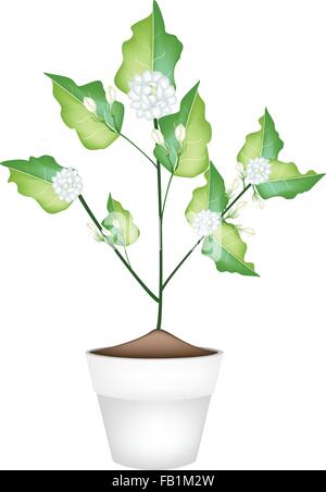 Beautiful Flower, An Illustration of Fresh White Jasmine Flowers on Green Leaves in Terracotta Flower Pot for Garden Decoration. Stock Vector