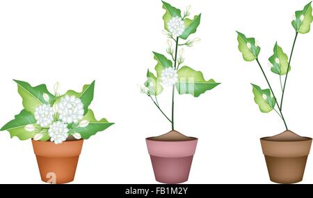Beautiful Flower, An Illustration of Three White Jasmine Flowers on Green Leaves in Terracotta Flower Pot for Garden Decoration. Stock Vector